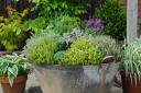 Undated handout picture of pots of herbs positioned together in a larger container. See PA Feature GARDENING Advice Pots. Picture credit should read: Tom Harris/PA. WARNING: This picture must only be used to accompany PA Feature GARDENING Advice Pots.