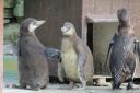 New penguin chicks at Paultons Park