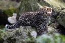 PHOTOS: Adorable leopard cubs have first day out at zoo