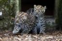 Adorable leopard cubs have first day out at Marwell Zoo