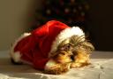 The RSPCA has launched its festive appeal for animals in need this Christmas.