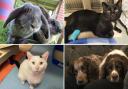 Some of the animals from the Blue Cross rehoming centre in Southampton (Blue Cross)