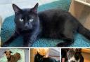 LOOKING FOR LOVE: These pets, all looking for  a forever home, are currently being care for by Blue Cross Southampton rehoming centre