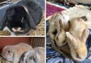 These five rabbits are all looking for a forever home. Pictures: Blue Cross/Canva