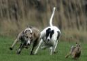 Hare coursing incidents
