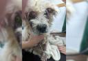 The neglected dog was found by a member of the public off South East Road in Sholing