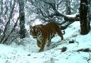 New tiger conservation project in Bhutan backed by Marwell Wildlife