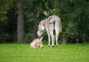 An African Wild Ass has been born at Marwell Zoo. Picture: Marwell Zoo