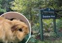 Picture of Bramshaw Wood in the New Forest with inset of one of Roy the guinea pig