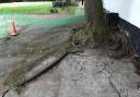 Cracks in the playground's tarmac due to the lifted roots