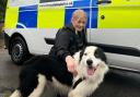 Border Collie Max, pictured, made a great escape to Hamble train station and had to be rescued by police officers