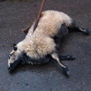 The sheep found stabbed to death in Kewlake Lane, Cadnam.