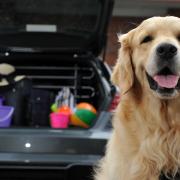 How to keep your dog safe on bank holiday road trips (Halfords)