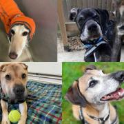 LOOKING FOR LOVE: Could you offer a forever home to a rescue dog at Hampshire RSPCA?