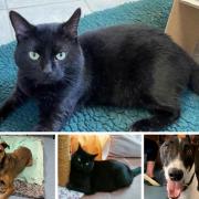 LOOKING FOR LOVE: These pets, all looking for  a forever home, are currently being care for by Blue Cross Southampton rehoming centre