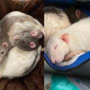 These friendly rats are looking for a place to call home. Picture: Blue Cross Southampton