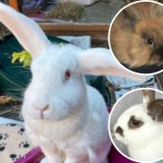 Three rabbits looking for their forever homes in Southampton. Pictures: Blue Cross