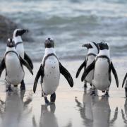 Celebrate World Penguin Day with penguin parties at SEA LIFE (Canva)