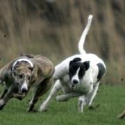 Hare coursing incidents