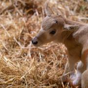 The addax calf shortly after birth at Marwell Zoo