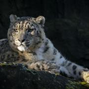 Irena, one of the snow leopards at Marwell Zoo
