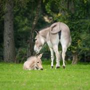 An African Wild Ass has been born at Marwell Zoo. Picture: Marwell Zoo