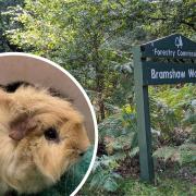 Picture of Bramshaw Wood in the New Forest with inset of one of Roy the guinea pig