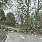 A fallen tree on Mansbridge Road, Eastleigh.