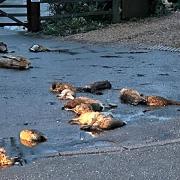 The dead animals in Danes Road. Picture: Solent News