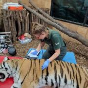 Undated handout photo issued by Marwell Zoo of vets carrying out root canal work on male Amur tiger Bagai after he broke a tooth.