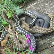 Adders are expected to increase in the New Forest National Park with the funding