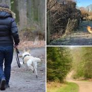 Hampshire has a number of great dog walks with a mixture of lengths
