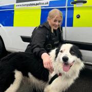 Border Collie Max, pictured, made a great escape to Hamble train station and had to be rescued by police officers