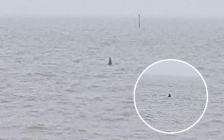 David Rogers captured these photos of what appears to be a shark fin in Southampton Water