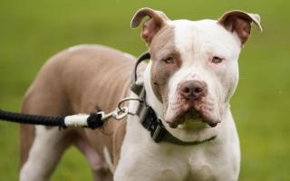 From February 1, owning an XL bully dog in England and Wales without a certificate will be criminal offence.