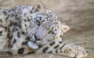 Warjun is the newest arrival at Marwell Zoo