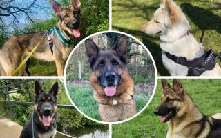 Five dogs at Hampshire rescue centre looking for new forever homes. Pictures: German Shepherd Rescue