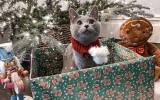 Nermal the cat all ready for Christmas