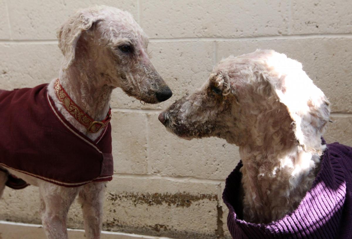 Picture of the dogs that were abandoned in a poor condition.
