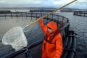 A salmon farmer at the Strondoir Bay fish farm at Loch Fyne Scotland