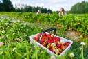 From F W Elgey P.Y.O Fruit to Brocksbushes Farm Shop, here are some of the best places to pick your own strawberries in the North East this summer