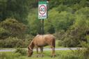 Two animals were killed on New Forest roads over the Christmas and New Year period