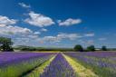 The beautiful fields have become popular with people looking for that Instagram moment