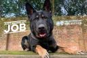 PD Blaze of Hants & TVP Police Dog Section.