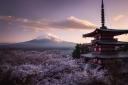 'Cloud and Sakura blossom carpet'