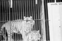 Animals at a circus in Southampton.