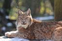 A expert on lynx reintroduction has shared his thoughts on why Scotland appears reluctant to welcome back the species