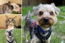 Could you give any of these Sussex RSPCA pets a home?