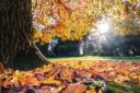 An autumnal looking Rylstone Gardens in Shanklin.