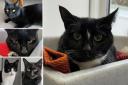 A few cats are hoping to find a loving new home before Christmas